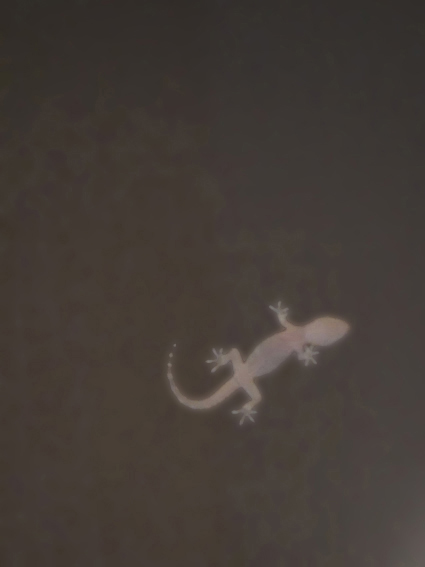 gecko